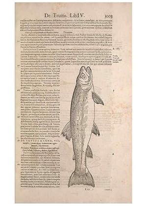 Seller image for Reproduccin/Reproduction 15383793850: Conradi Gesneri medici Tigurini Historiae animalium liber IV :. Francofurti :In Bibliopolio Andreae Cambieri,anno MDCIIII [1604] for sale by EL BOLETIN