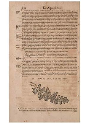 Seller image for Reproduccin/Reproduction 15383135728: Conradi Gesneri medici Tigurini Historiae animalium liber IV :. Francofurti :In Bibliopolio Andreae Cambieri,anno MDCIIII [1604] for sale by EL BOLETIN