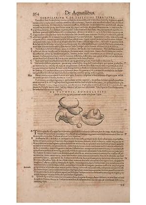 Seller image for Reproduccin/Reproduction 15383224198: Conradi Gesneri medici Tigurini Historiae animalium liber IV :. Francofurti :In Bibliopolio Andreae Cambieri,anno MDCIIII [1604] for sale by EL BOLETIN
