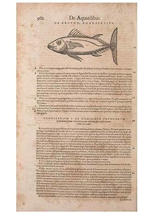 Seller image for Reproduccin/Reproduction 14948636804: Conradi Gesneri medici Tigurini Historiae animalium liber IV :. Francofurti :In Bibliopolio Andreae Cambieri,anno MDCIIII [1604] for sale by EL BOLETIN