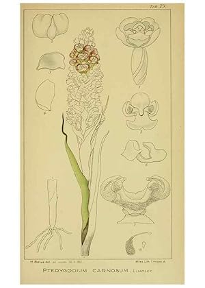 Imagen del vendedor de Reproduccin/Reproduction 9734529888: Icones orchidearum austro-africanarum extra-tropicarum :. London :W. Wesley,1896-1913. a la venta por EL BOLETIN