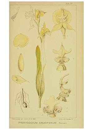 Seller image for Reproduccin/Reproduction 9731301097: Icones orchidearum austro-africanarum extra-tropicarum :. London :W. Wesley,1896-1913. for sale by EL BOLETIN