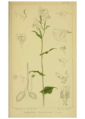 Seller image for Reproduccin/Reproduction 9734547272: Icones orchidearum austro-africanarum extra-tropicarum :. London :W. Wesley,1896-1913. for sale by EL BOLETIN