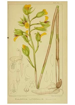 Imagen del vendedor de Reproduccin/Reproduction 9734058612: Icones orchidearum austro-africanarum extra-tropicarum :. London :W. Wesley,1896-1913. a la venta por EL BOLETIN