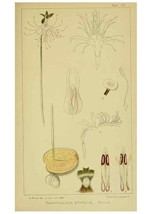 Imagen del vendedor de Reproduccin/Reproduction 9734066824: Icones orchidearum austro-africanarum extra-tropicarum :. London :W. Wesley,1896-1913. a la venta por EL BOLETIN