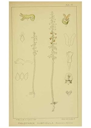 Imagen del vendedor de Reproduccin/Reproduction 9730842463: Icones orchidearum austro-africanarum extra-tropicarum :. London :W. Wesley,1896-1913. a la venta por EL BOLETIN