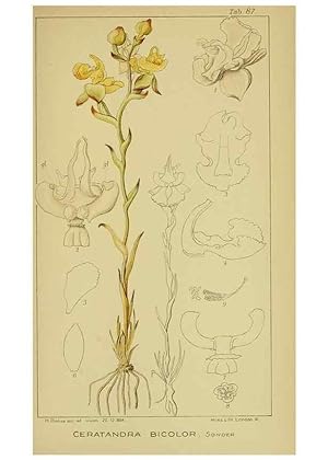 Seller image for Reproduccin/Reproduction 9731313573: Icones orchidearum austro-africanarum extra-tropicarum :. London :W. Wesley,1896-1913. for sale by EL BOLETIN