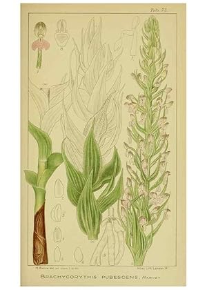 Seller image for Reproduccin/Reproduction 9734521174: Icones orchidearum austro-africanarum extra-tropicarum :. London :W. Wesley,1896-1913. for sale by EL BOLETIN