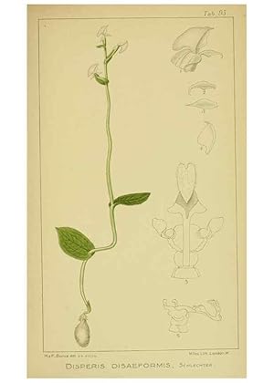 Imagen del vendedor de Reproduccin/Reproduction 9731347611: Icones orchidearum austro-africanarum extra-tropicarum :. London :W. Wesley,1896-1913. a la venta por EL BOLETIN