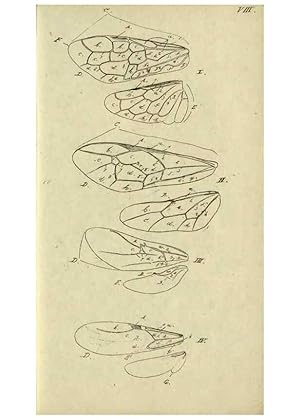 Bild des Verkufers fr Reproduccin/Reproduction 9784703386: Nomenclator Entomologicus. Regensburg,F. Pustet,1835-40. zum Verkauf von EL BOLETIN
