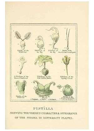 Imagen del vendedor de Reproduccin/Reproduction 9787409131: Elements of the science of botany,. London,Printed by T. Bensley for J. Murray.1812. a la venta por EL BOLETIN