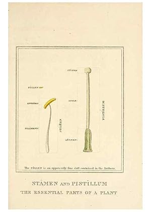 Imagen del vendedor de Reproduccin/Reproduction 9787593575: Elements of the science of botany,. London,Printed by T. Bensley for J. Murray.1812. a la venta por EL BOLETIN