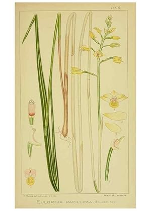 Seller image for Reproduccin/Reproduction 9730689995: Icones orchidearum austro-africanarum extra-tropicarum :. London :W. Wesley,1896-1913. for sale by EL BOLETIN