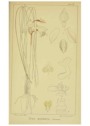 Imagen del vendedor de Reproduccin/Reproduction 9730922737: Icones orchidearum austro-africanarum extra-tropicarum :. London :W. Wesley,1896-1913. a la venta por EL BOLETIN