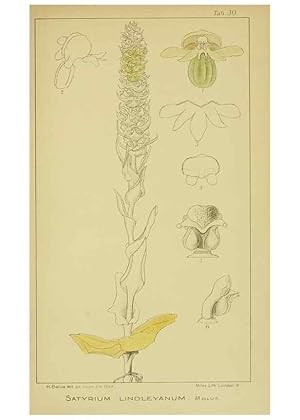 Seller image for Reproduccin/Reproduction 9730893205: Icones orchidearum austro-africanarum extra-tropicarum :. London :W. Wesley,1896-1913. for sale by EL BOLETIN