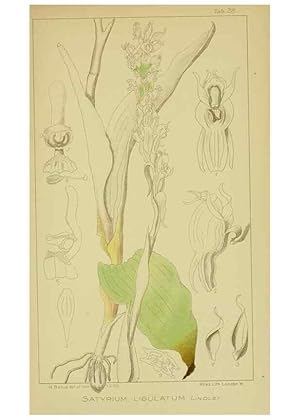 Seller image for Reproduccin/Reproduction 9730889741: Icones orchidearum austro-africanarum extra-tropicarum :. London :W. Wesley,1896-1913. for sale by EL BOLETIN