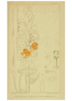 Seller image for Reproduccin/Reproduction 9730900695: Icones orchidearum austro-africanarum extra-tropicarum :. London :W. Wesley,1896-1913. for sale by EL BOLETIN