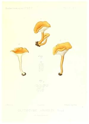 Imagen del vendedor de Reproduccin/Reproduction 9800951644: Icones mycologic, ou Iconographie des champignons de France principalement Discomycetes,. Paris :P. Klincksieck, L. Lhomme, successeur,1905-10. a la venta por EL BOLETIN