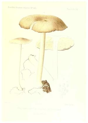 Imagen del vendedor de Reproduccin/Reproduction 9800955634: Icones mycologic, ou Iconographie des champignons de France principalement Discomycetes,. Paris :P. Klincksieck, L. Lhomme, successeur,1905-10. a la venta por EL BOLETIN