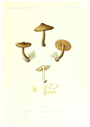 Imagen del vendedor de Reproduccin/Reproduction 9801149273: Icones mycologic, ou Iconographie des champignons de France principalement Discomycetes,. Paris :P. Klincksieck, L. Lhomme, successeur,1905-10. a la venta por EL BOLETIN