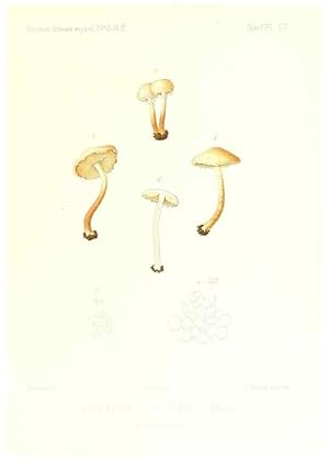 Imagen del vendedor de Reproduccin/Reproduction 9800822445: Icones mycologic, ou Iconographie des champignons de France principalement Discomycetes,. Paris :P. Klincksieck, L. Lhomme, successeur,1905-10. a la venta por EL BOLETIN