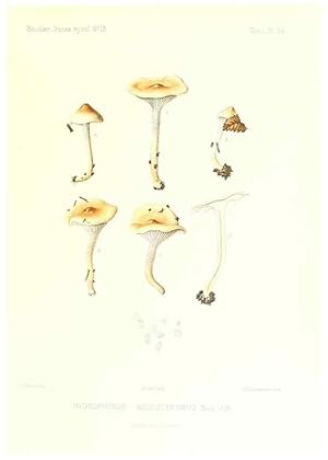 Imagen del vendedor de Reproduccin/Reproduction 9800948663: Icones mycologic, ou Iconographie des champignons de France principalement Discomycetes,. Paris :P. Klincksieck, L. Lhomme, successeur,1905-10. a la venta por EL BOLETIN