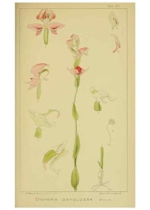 Seller image for Reproduccin/Reproduction 9731318429: Icones orchidearum austro-africanarum extra-tropicarum :. London :W. Wesley,1896-1913. for sale by EL BOLETIN