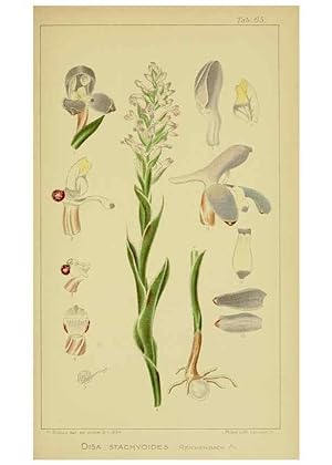 Imagen del vendedor de Reproduccin/Reproduction 9734508972: Icones orchidearum austro-africanarum extra-tropicarum :. London :W. Wesley,1896-1913. a la venta por EL BOLETIN