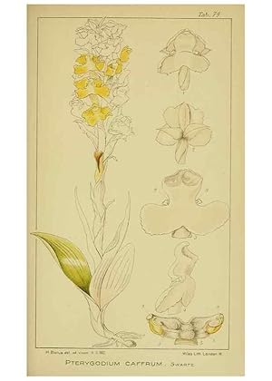 Seller image for Reproduccin/Reproduction 9731295555: Icones orchidearum austro-africanarum extra-tropicarum :. London :W. Wesley,1896-1913. for sale by EL BOLETIN