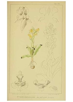 Seller image for Reproduccin/Reproduction 9731297091: Icones orchidearum austro-africanarum extra-tropicarum :. London :W. Wesley,1896-1913. for sale by EL BOLETIN