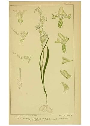 Imagen del vendedor de Reproduccin/Reproduction 9734558012: Icones orchidearum austro-africanarum extra-tropicarum :. London :W. Wesley,1896-1913. a la venta por EL BOLETIN