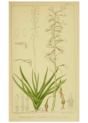 Seller image for Reproduccin/Reproduction 9730686943: Icones orchidearum austro-africanarum extra-tropicarum :. London :W. Wesley,1896-1913. for sale by EL BOLETIN