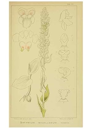 Imagen del vendedor de Reproduccin/Reproduction 9734122108: Icones orchidearum austro-africanarum extra-tropicarum :. London :W. Wesley,1896-1913. a la venta por EL BOLETIN