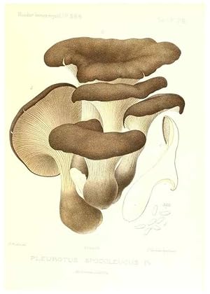 Imagen del vendedor de Reproduccin/Reproduction 9800966295: Icones mycologic, ou Iconographie des champignons de France principalement Discomycetes,. Paris :P. Klincksieck, L. Lhomme, successeur,1905-10. a la venta por EL BOLETIN