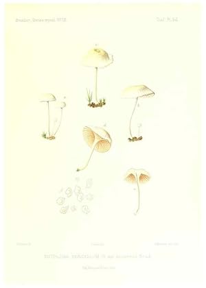 Imagen del vendedor de Reproduccin/Reproduction 9801025994: Icones mycologic, ou Iconographie des champignons de France principalement Discomycetes,. Paris :P. Klincksieck, L. Lhomme, successeur,1905-10. a la venta por EL BOLETIN