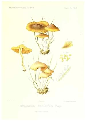 Imagen del vendedor de Reproduccin/Reproduction 9801109634: Icones mycologic, ou Iconographie des champignons de France principalement Discomycetes,. Paris :P. Klincksieck, L. Lhomme, successeur,1905-10. a la venta por EL BOLETIN