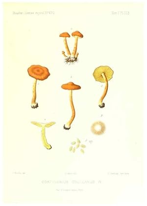 Imagen del vendedor de Reproduccin/Reproduction 9801138313: Icones mycologic, ou Iconographie des champignons de France principalement Discomycetes,. Paris :P. Klincksieck, L. Lhomme, successeur,1905-10. a la venta por EL BOLETIN