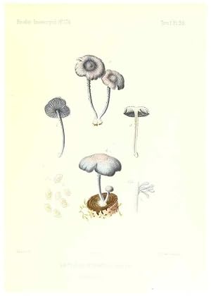 Imagen del vendedor de Reproduccin/Reproduction 9801042666: Icones mycologic, ou Iconographie des champignons de France principalement Discomycetes,. Paris :P. Klincksieck, L. Lhomme, successeur,1905-10. a la venta por EL BOLETIN