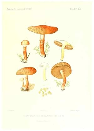 Imagen del vendedor de Reproduccin/Reproduction 9801040885: Icones mycologic, ou Iconographie des champignons de France principalement Discomycetes,. Paris :P. Klincksieck, L. Lhomme, successeur,1905-10. a la venta por EL BOLETIN