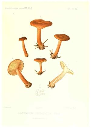 Imagen del vendedor de Reproduccin/Reproduction 9800937444: Icones mycologic, ou Iconographie des champignons de France principalement Discomycetes,. Paris :P. Klincksieck, L. Lhomme, successeur,1905-10. a la venta por EL BOLETIN