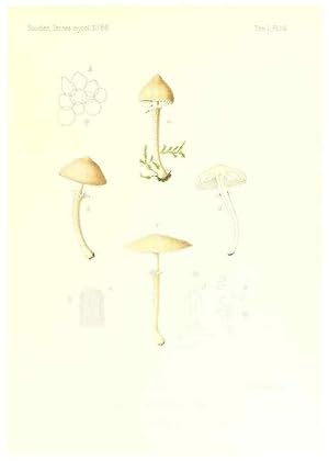 Imagen del vendedor de Reproduccin/Reproduction 9800845216: Icones mycologic, ou Iconographie des champignons de France principalement Discomycetes,. Paris :P. Klincksieck, L. Lhomme, successeur,1905-10. a la venta por EL BOLETIN