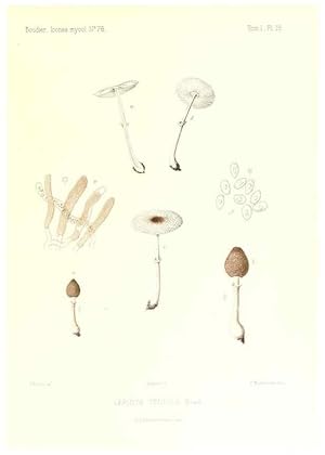 Imagen del vendedor de Reproduccin/Reproduction 9800854536: Icones mycologic, ou Iconographie des champignons de France principalement Discomycetes,. Paris :P. Klincksieck, L. Lhomme, successeur,1905-10. a la venta por EL BOLETIN