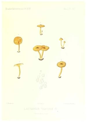 Imagen del vendedor de Reproduccin/Reproduction 9800947116: Icones mycologic, ou Iconographie des champignons de France principalement Discomycetes,. Paris :P. Klincksieck, L. Lhomme, successeur,1905-10. a la venta por EL BOLETIN