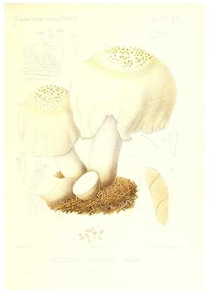 Imagen del vendedor de Reproduccin/Reproduction 9801019506: Icones mycologic, ou Iconographie des champignons de France principalement Discomycetes,. Paris :P. Klincksieck, L. Lhomme, successeur,1905-10. a la venta por EL BOLETIN