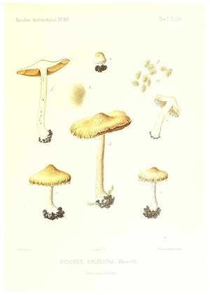 Imagen del vendedor de Reproduccin/Reproduction 9801089664: Icones mycologic, ou Iconographie des champignons de France principalement Discomycetes,. Paris :P. Klincksieck, L. Lhomme, successeur,1905-10. a la venta por EL BOLETIN