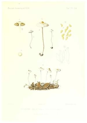 Imagen del vendedor de Reproduccin/Reproduction 9801164143: Icones mycologic, ou Iconographie des champignons de France principalement Discomycetes,. Paris :P. Klincksieck, L. Lhomme, successeur,1905-10. a la venta por EL BOLETIN