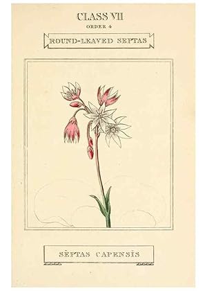 Imagen del vendedor de Reproduccin/Reproduction 9787718634: Elements of the science of botany,. London,Printed by T. Bensley for J. Murray.1812. a la venta por EL BOLETIN