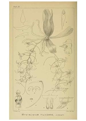 Seller image for Reproduccin/Reproduction 9732559130: Icones orchidearum austro-africanarum extra-tropicarum :. London :W. Wesley,1896-1913. for sale by EL BOLETIN