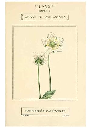 Imagen del vendedor de Reproduccin/Reproduction 9787491092: Elements of the science of botany,. London,Printed by T. Bensley for J. Murray.1812. a la venta por EL BOLETIN