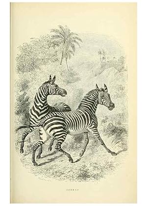 Seller image for Reproduccin/Reproduction 9722817111: Illustrated natural history of the animal kingdom, being a systematic and popular description of the habits, structure, and classification of animals from the highest to the lowest forms, with their r. New-YorkDerby & Jackson1859 for sale by EL BOLETIN